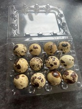 24 Gourmet Coturnix Quail Eggs