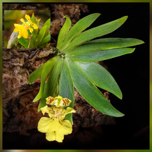Mini oncidium pushillum - oncidium, pushillum.