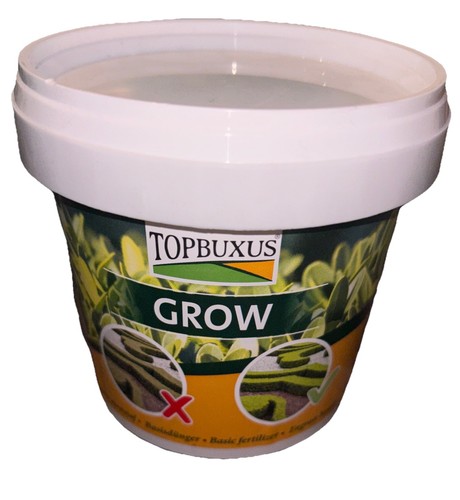 Topbuxus grow boxwood - grow,