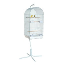 RAINFOREST CARACUS LARGE WHITE