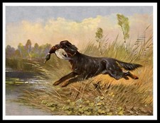 GORDON SETTER RETURNING WITH