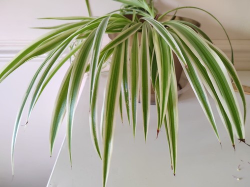 Reverse spider plant rooted - reverse,