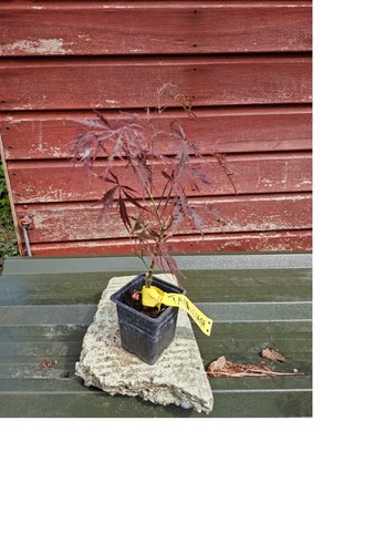 Acer palmatum dissectum
