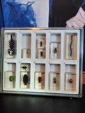 Insect Specimen Bugs in Resin Collection, scorpion Beetles, Centipede & More