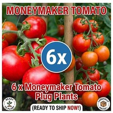 6X Tomato Plug Plants -