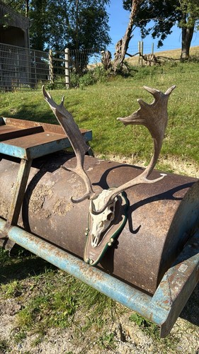 Bronze medal fallow deer skull - fallow,