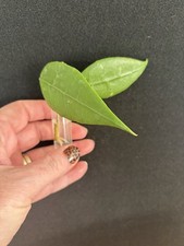 Hoya Verticillata Lampung Rare