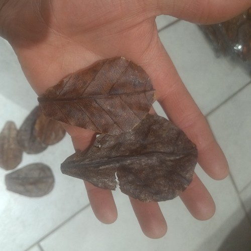 Small nano indian almond - 5x,