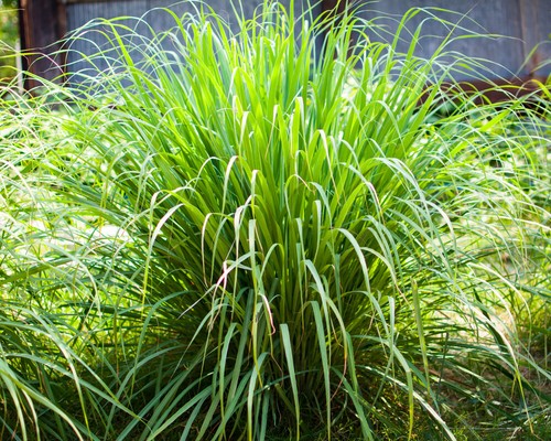 Lemongrass plug plants - 3x,