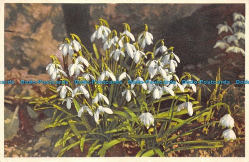 R064510 snow drops burrow - r064510,