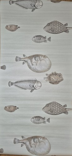 Cole son acquario - cole,