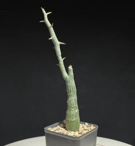 Tall 18cm adenia - tall, ballyi