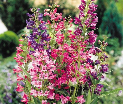 Penstemon cambridge mix xxl - cambridge,