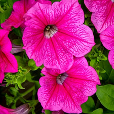 Trailing Hanging Basket