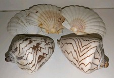 RARE VOLUTIDAE  NOBILIS CYMBIOLA SEA SHELLS x 2 AND SCALLOP SHELLS x 3. JOB LOT