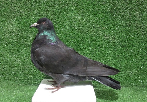 Black pigeon taxidermy real - pigeon,
