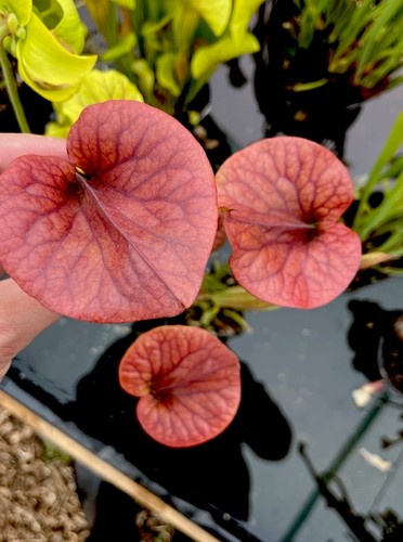 Sarracenia flava cuprea - sarracenia,