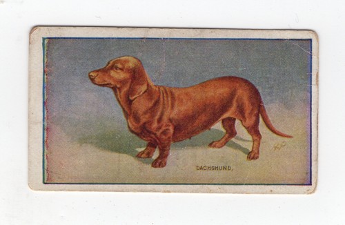 Sniders abrahams dogs card - &, abrahams dogs