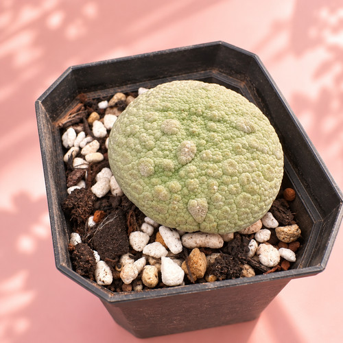 Pseudolithos migiurtinus