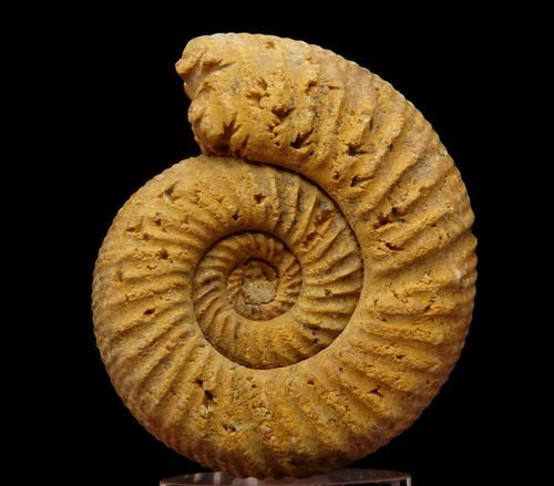 Ammonite perisphinctes - ammonite,