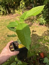 Hybrid Chestnut tree saplings C Pumila x Sativa , garden, Nut tree Large