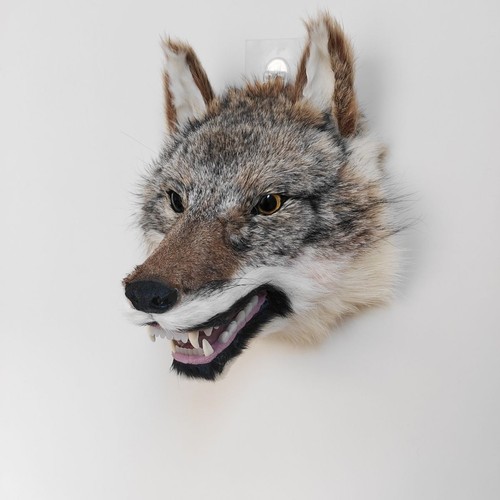 Realistic wolf head fake - realistic, fur