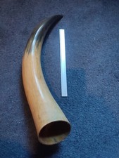 Cattle horn cleaned polished hollowed taxidermy cow horn ox horn