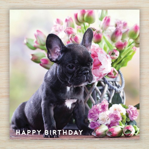 French bulldog frenchie - bulldog,