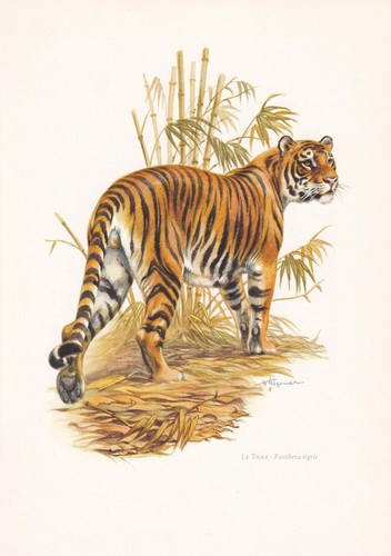 1960 tiger print vintage - -,