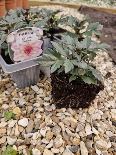 Dahlia dalaya zarina - dahlia, small