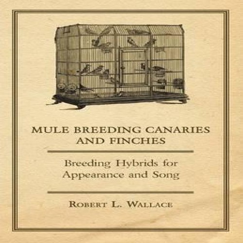 Mule breeding canaries - mule,