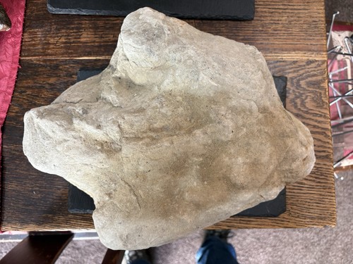 Stegosaur fossil footprint - fossil,