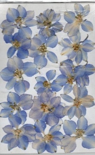 Real pressed flowers pale - flowers, 15