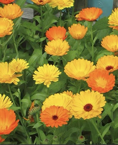 Calendula pot - 6x, 🌼