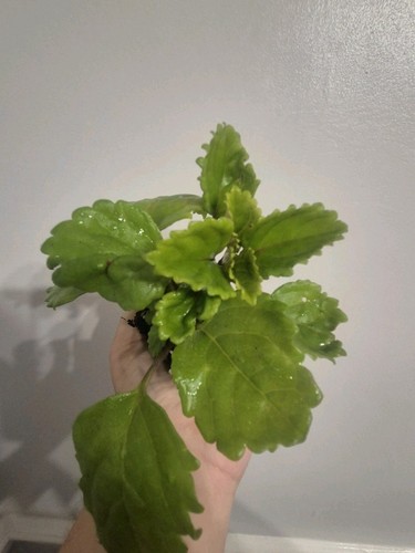 Swedish ivy rare plant - x1, |