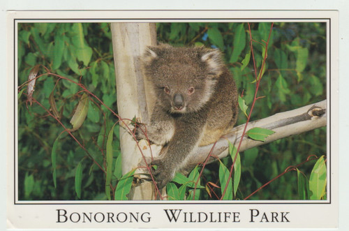 Bonorong wildlife park - wildlife,