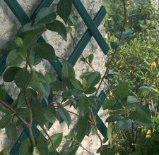 Green plastic 5ft - 5ft, 40cm