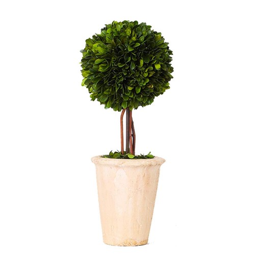 Boxwood valley real preserved - valley,