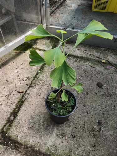 Ginkgo biloba maidenhair tree - biloba,