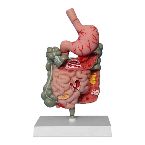 Human digestive system model - human,