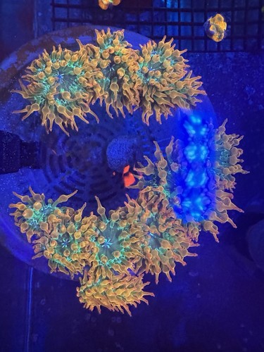 Rainbow bubble tip anemone - rainbow,