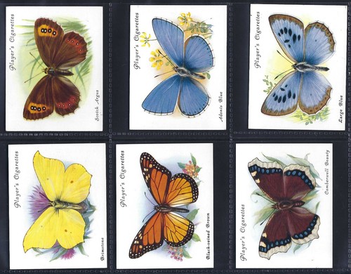 Player british butterflies - -,
