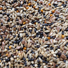 British finch seed - finch,