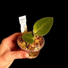 Monstera sp. Black Velvet -