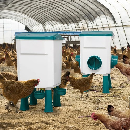 Chicken poultry feeder drinker - poultry,