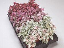 Hypoestes Confetti Mixed approx. 20 seeds Lovely pot plant