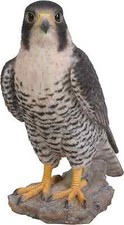 Vivid Arts Peregrine Falcon