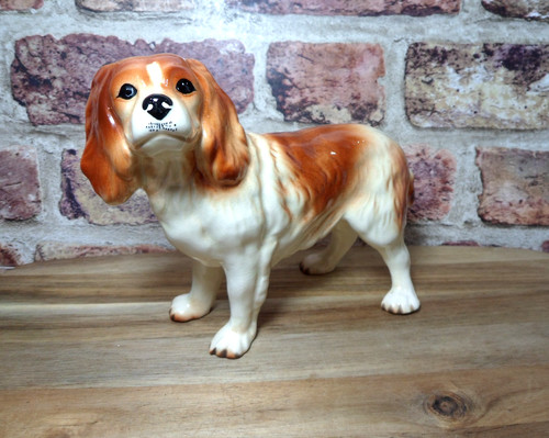 Cavalier king charles spaniel - cavalier,