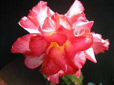 Adenium Obesum 'Excellent Lover' and 'Triple White' ~ Fresh/Viable Seed ~ Bonsai