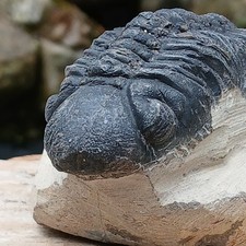 Fossil Trilobite Reedops